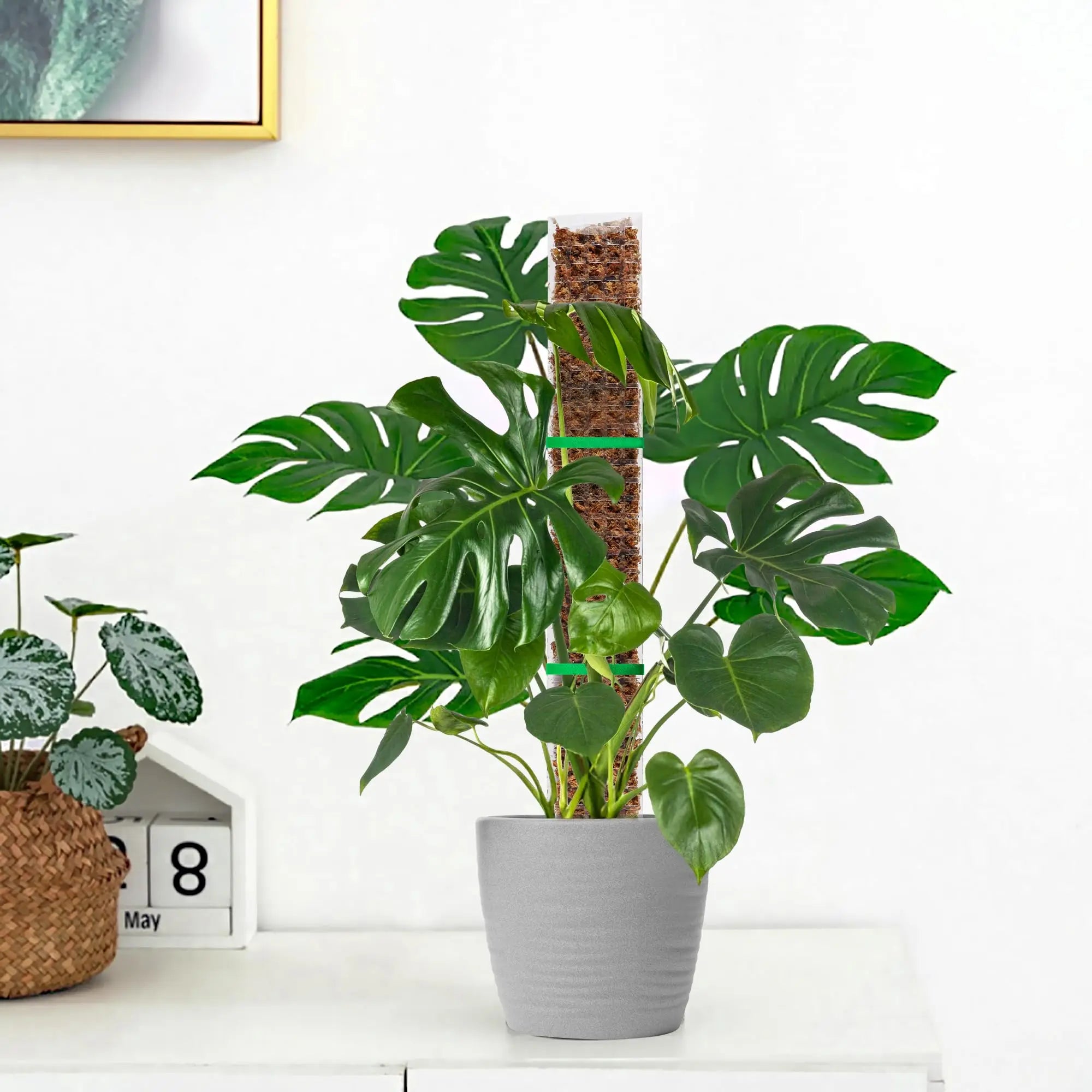 Plastic Moss Pole for Plants Monstera,24in/36in/48 inch Plant Poles for Climbing Plants Indoor Plant Support Garden Growth Stake